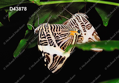 Dirce Beauty (Colobura dirce dirce)